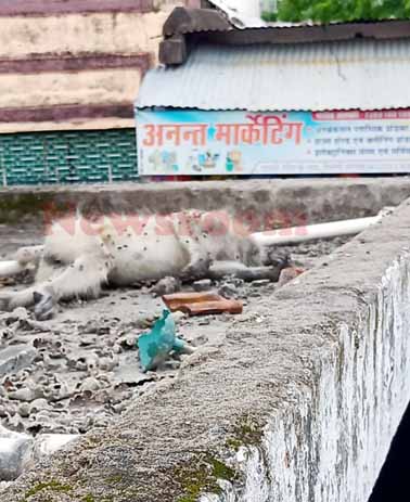 शहर में करंट से हो रही बंदरों की मौत, जिम्मेदारी टाल रहे प्रशासन के विभाग