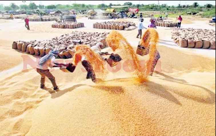 सिवनी मालवा क्षेत्र के किसानों के लिए बड़ी राहत, तय किए गए 8 समर्थन मूल्य धान उपार्जन केंद्र, 1 दिसंबर से होगी खरीदी शुरू